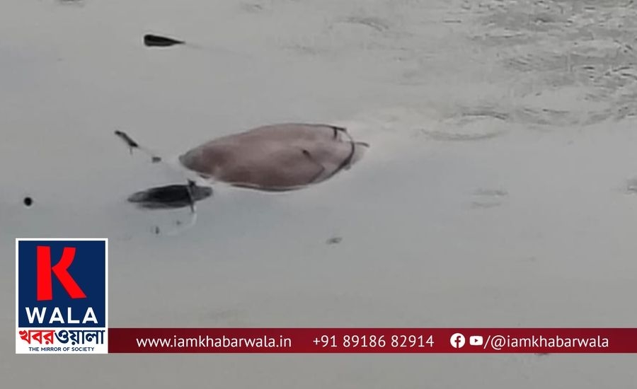 নদীতে ভেসে উঠল ব্যাক্তির মৃতদেহ, চাঞ্চল্য ইসলামপুরে